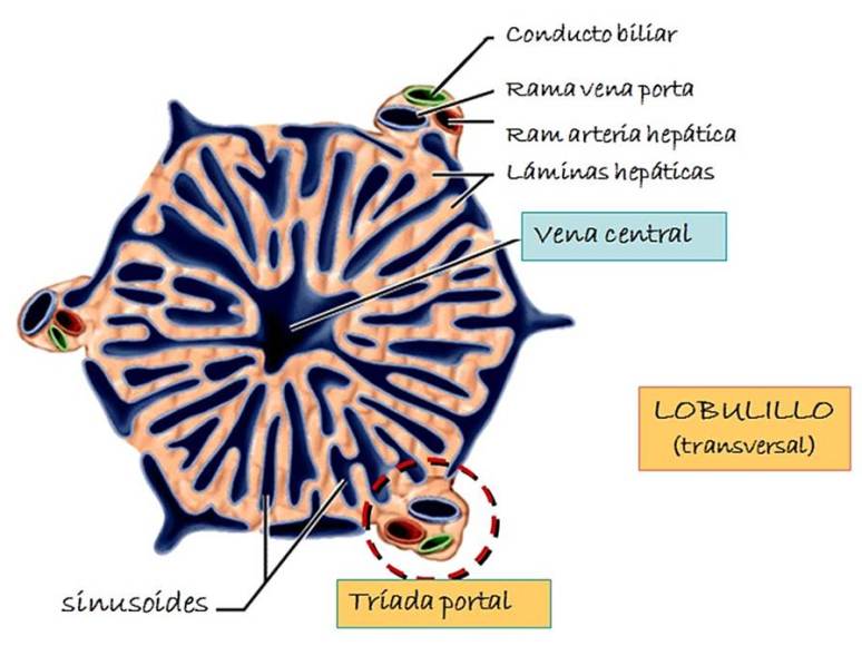 lobulillo hepatico